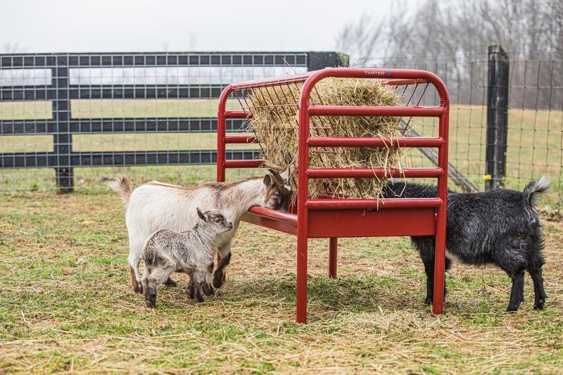 Tarter DuraTough Small Animal Feeder - Tarter