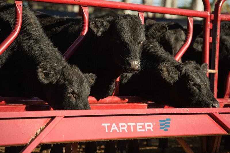 Tarter Fence Line Feeder Panel - Tarter