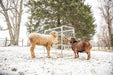 Tarter Goat Hay Rack - Tarter