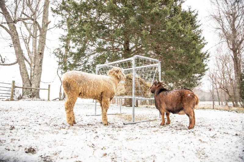 Tarter Goat Hay Rack - Tarter