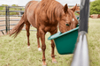 Tarter Portable Gate Feeders - Tarter