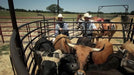 Tarter Roping Sweep System - Tarter