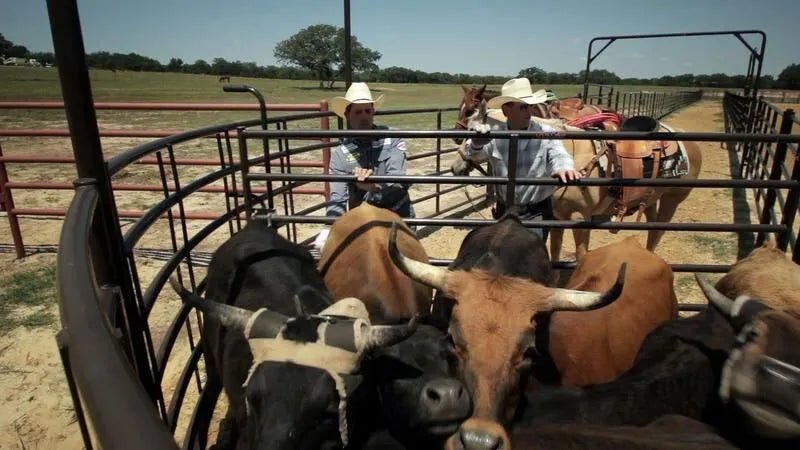 Tarter Roping Sweep System - Tarter