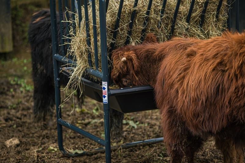 Tarter Small Animal Adjustable Hay & Grain Feeder - Tarter