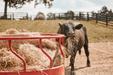 Tarter Titan Bull Hay Feeder - Tarter