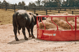 Tarter Titan Bull Hay Feeder - Tarter