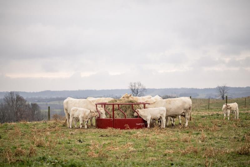 Tarter Titan Bull Hay Feeder - Tarter