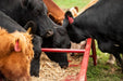 Tarter Titan Grain & Silage Feeder - Tarter