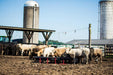 Tarter Titan Poly Bunk Feeders - Tarter