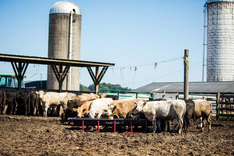 Tarter Titan Poly Bunk Feeders - Tarter