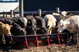 Tarter Titan Poly Bunk Feeders - Tarter