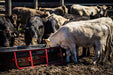 Tarter Titan Poly Bunk Feeders - Tarter