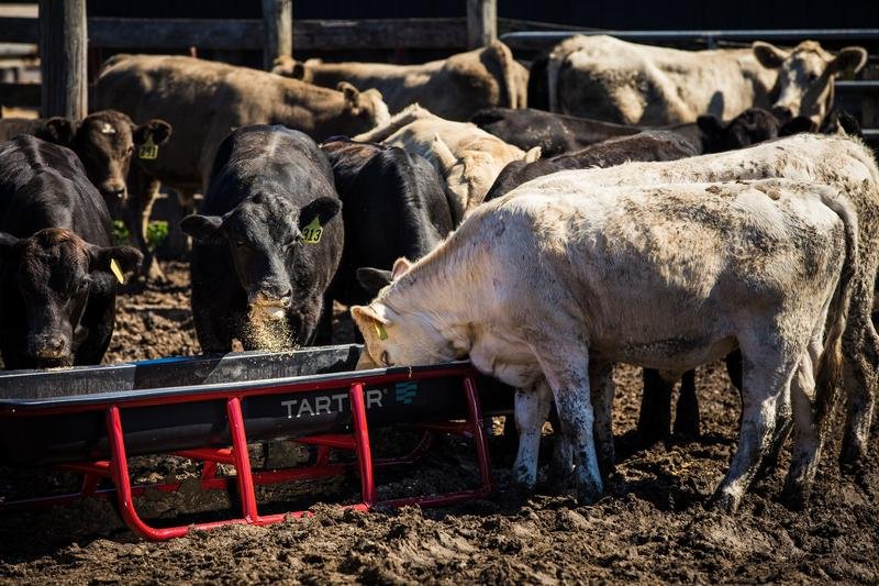 Tarter Titan Poly Bunk Feeders - Tarter