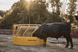 Tarter Titan Tall Bull Feeder - Tarter