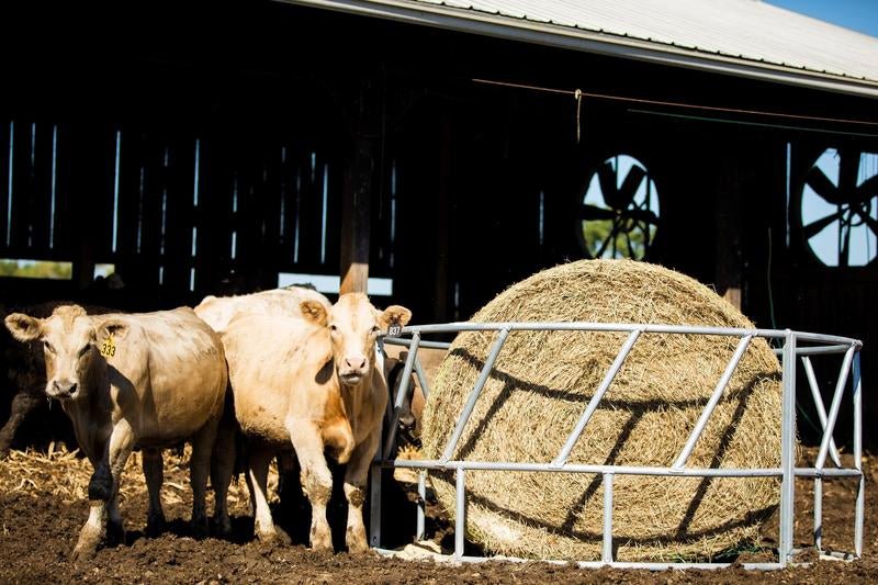 Tarter Valuline Galvanized Cattle Bale Feeder - Tarter