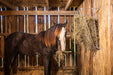 Tarter Wall Mount Galvanized Manger Feeder - Tarter