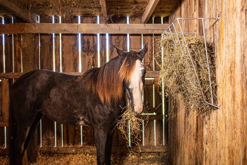 Tarter Wall Mount Galvanized Manger Feeder - Tarter