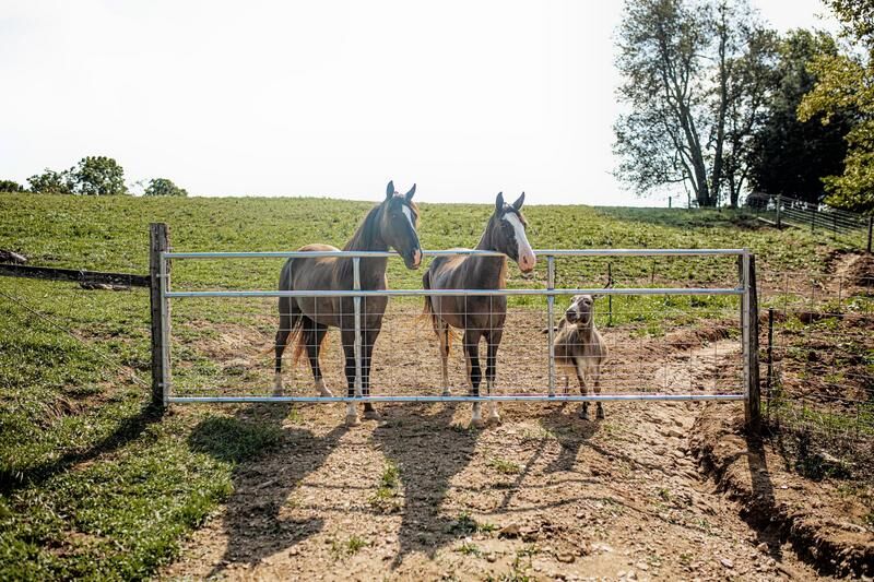 Tarter Watchman SC Galvanized Wire Mesh Gate - Tarter